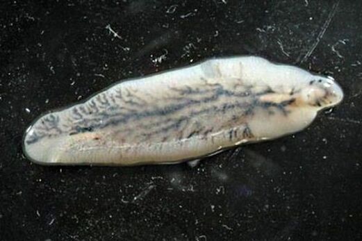 gibeleko zorua gizakietan