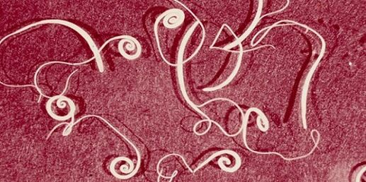 giza gorputzeko parasitoen argazkia