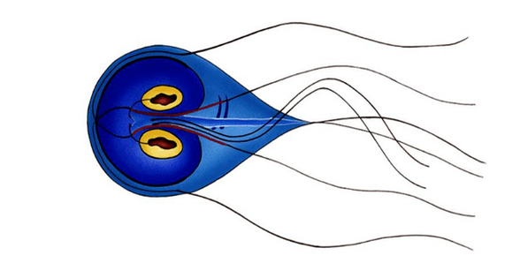 Hesteetako Giardia