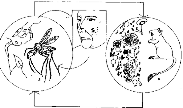 Leishmania Phlebotomus generoko eltxoek transmititzen dute.