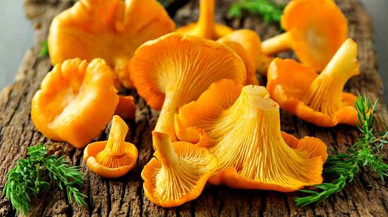 Chanterelles gorputza helmintoetatik garbitu dezaketen perretxikoak dira